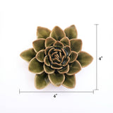 Green Echeveria