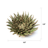 Olive Mum