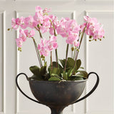 Home Phalaenopsis Orchid Drop-In 30"