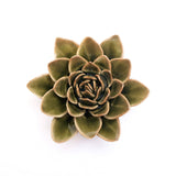 Green Echeveria
