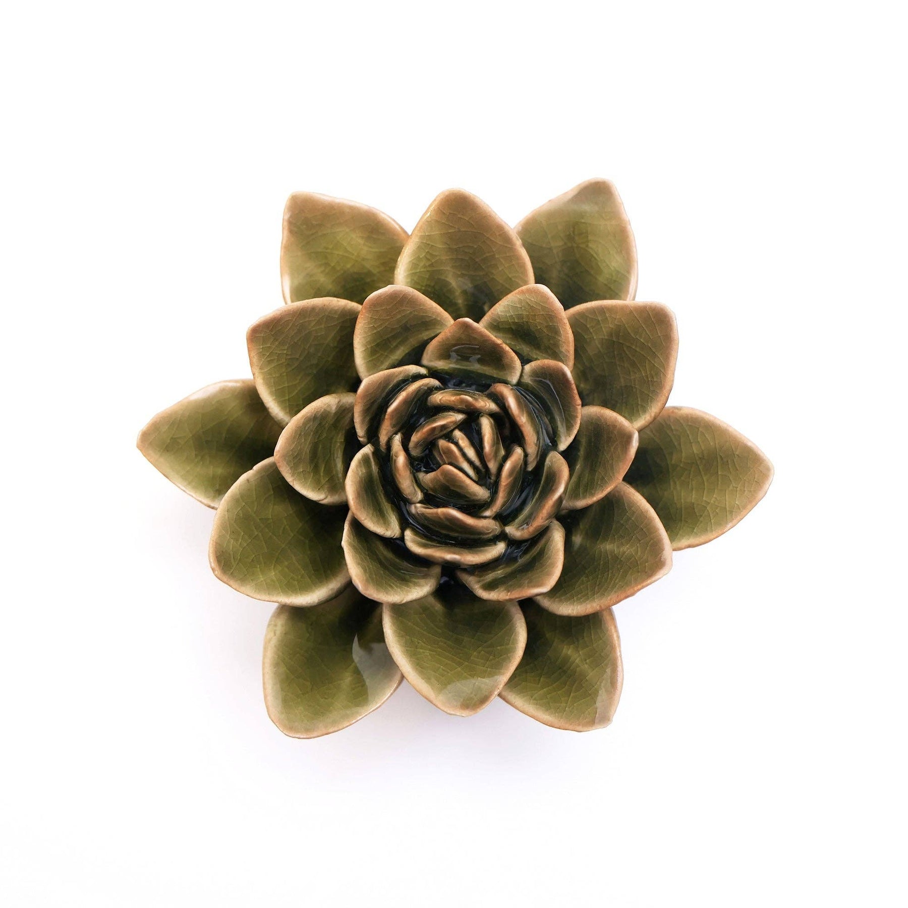 Green Echeveria