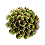 Green Large Sea Polyp