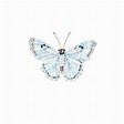Brooch White Morpho Butterfly