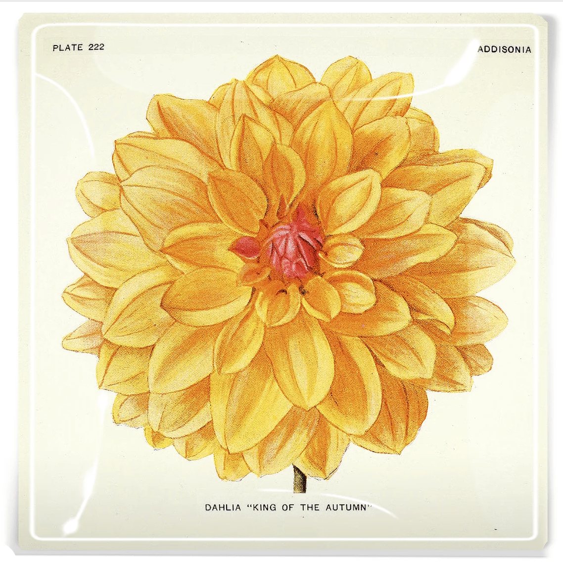 Decoupage Tray Orange King Dahlia
