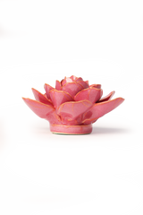 Pink Begonia