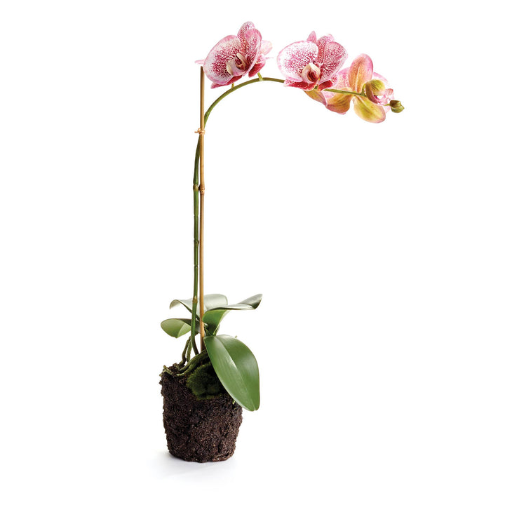 Home Phalaenopsis Orchid Drop-In 21"