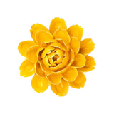 Yellow Cabbage Flower
