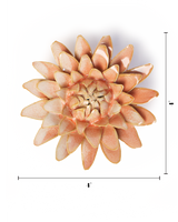 Pink Strawflower