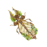 Brooch Giant Leaf Insect