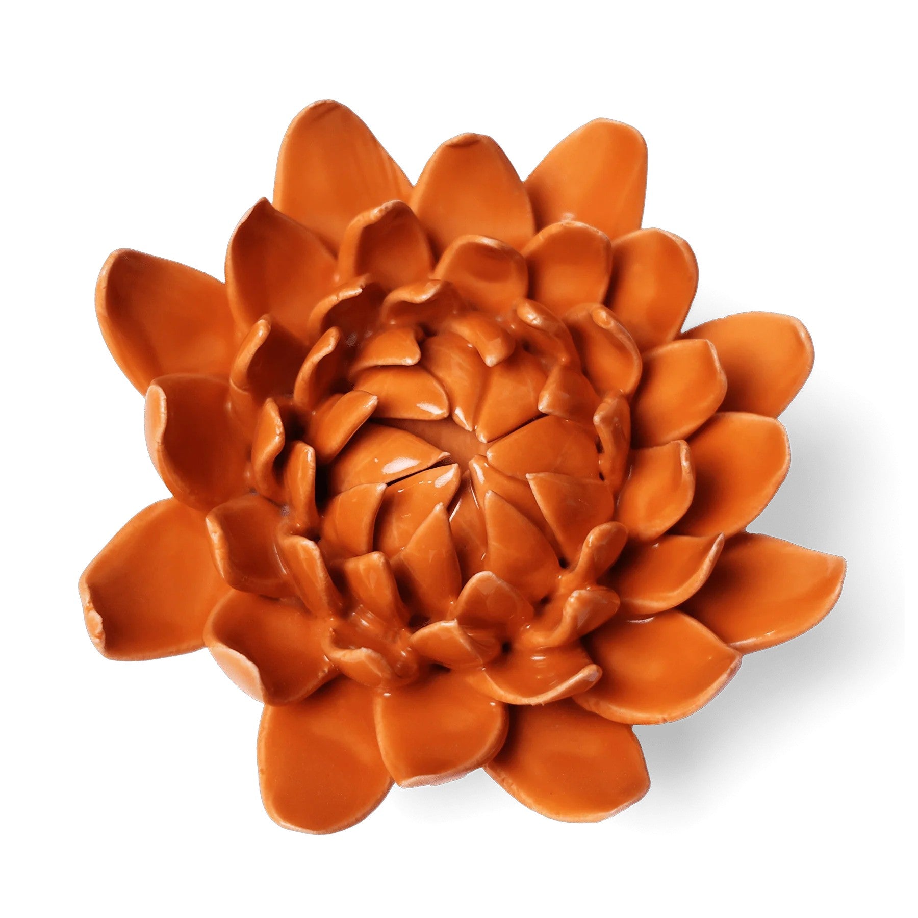 Orange Dahlia