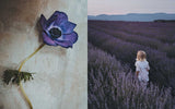 Flowers of Provence