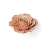 Pink Ranunculus