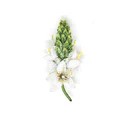 Brooch Wonder Flower