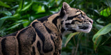 Feline