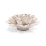 White Water Lily