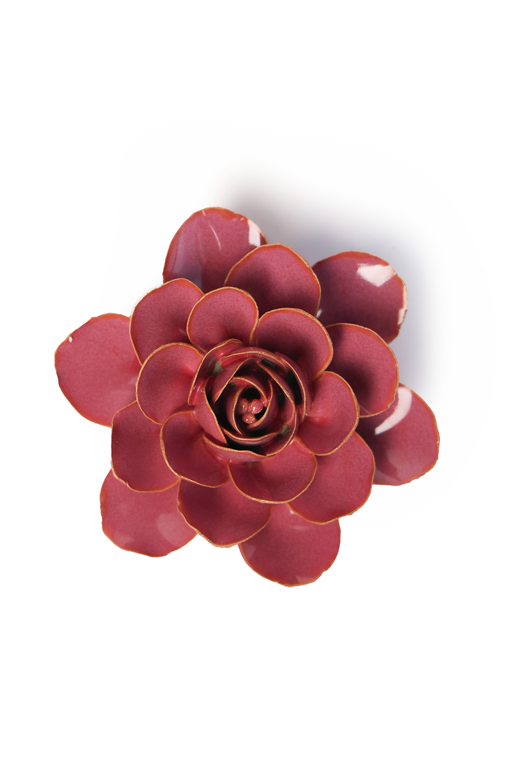 Pink Begonia