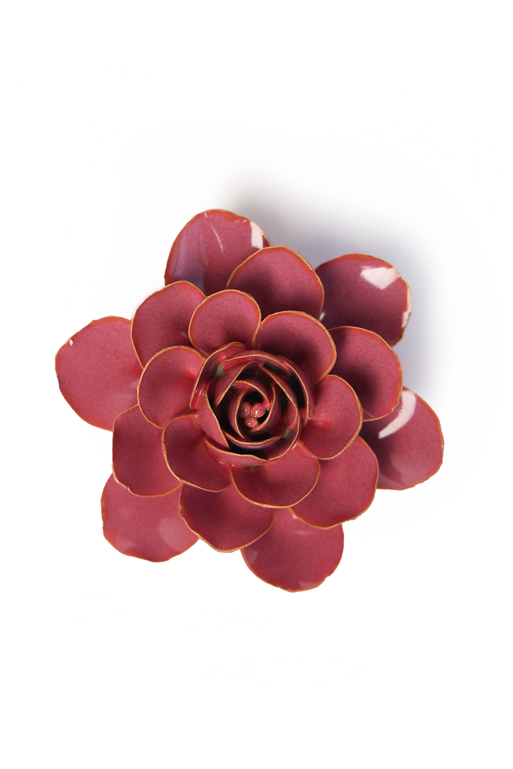 Pink Begonia