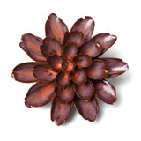 Peach Mocha Cornflower