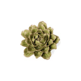 Mint Tree Peony