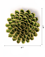 Green Unicorn Zinnia