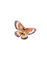 Claw Emperor Silk Moth Brown
