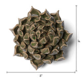Large Succulent Green