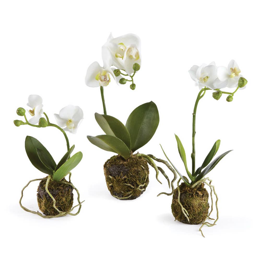 Phalaenopsis Orchid Drop-Ins Mini