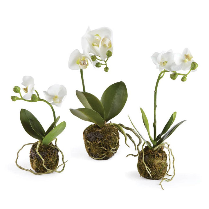 Phalaenopsis Orchid Drop-Ins Mini
