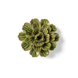 Olive Petunia