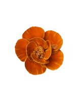 Orange Poppy