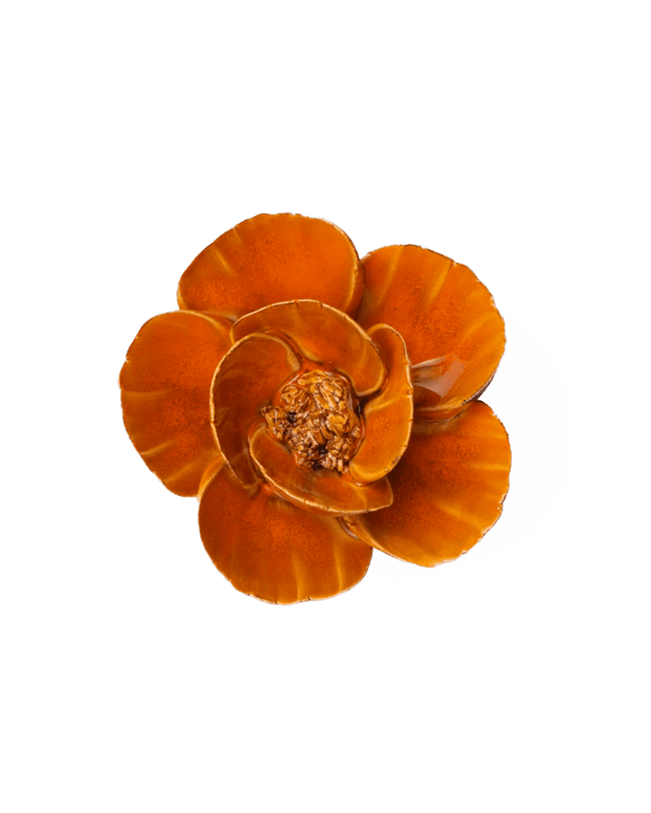 Orange Poppy