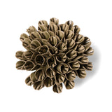 Anemone Olive