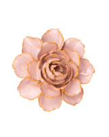 Rose Pink Camellia