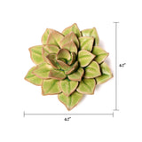 Green Medium Succulent