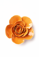 Orange Ranunculus