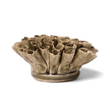 Anemone Olive
