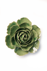 Jade Green English Rose