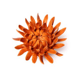 Orange Mum
