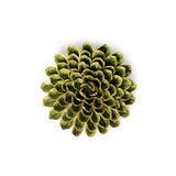 Green Unicorn Zinnia