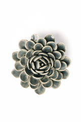 Pewter Blue Zinderella Zinnia