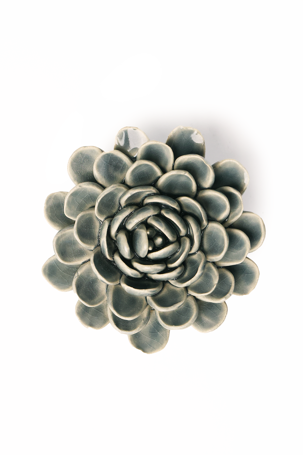 Pewter Blue Zinderella Zinnia