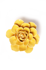 Burnt Yellow Begonia