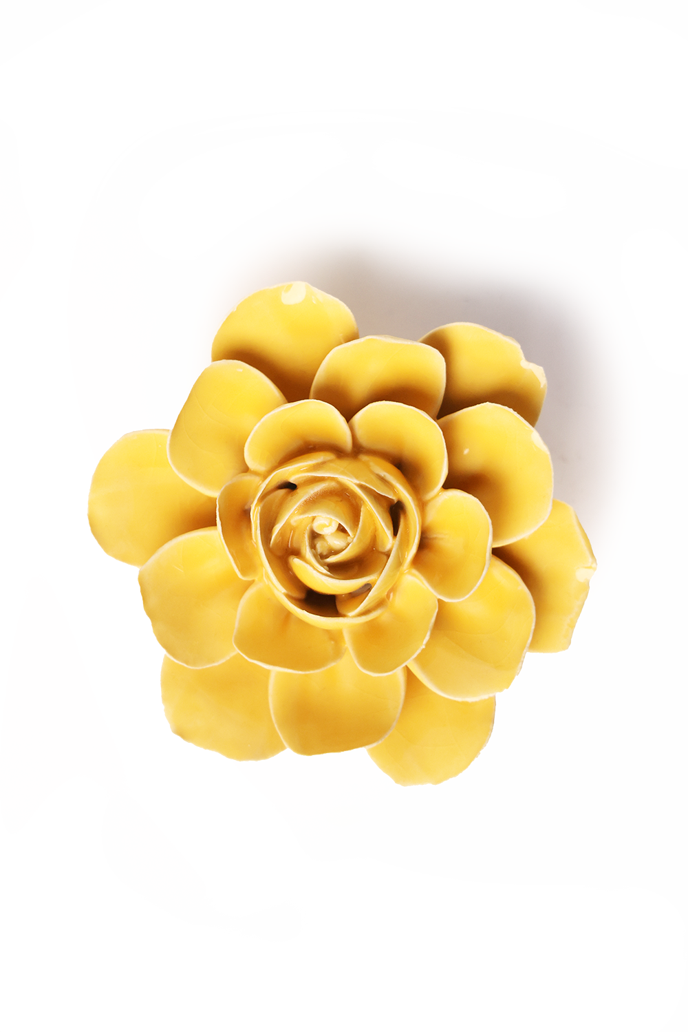 Burnt Yellow Begonia