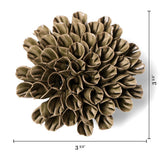 Anemone Olive