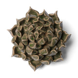 Large Succulent Green