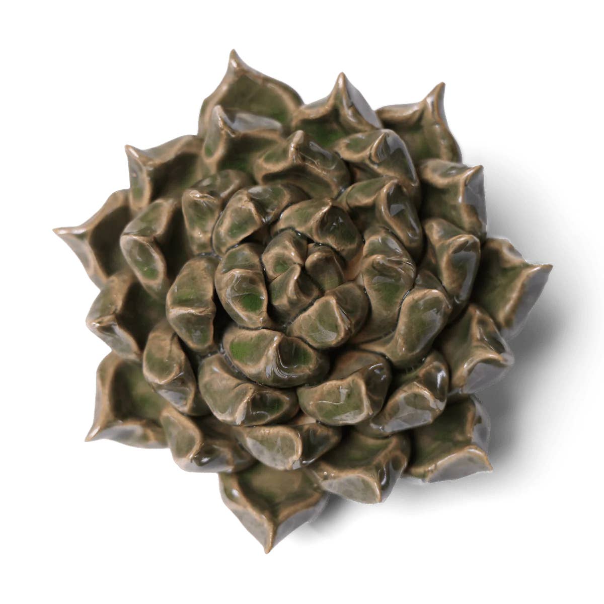 Large Succulent Green