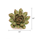 Succulent Point