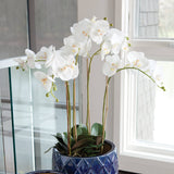 Home Orchid Drop-In 25"