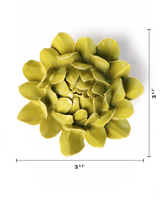 Chartreuse Sugarbush Protea