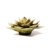 Green Medium Succulent